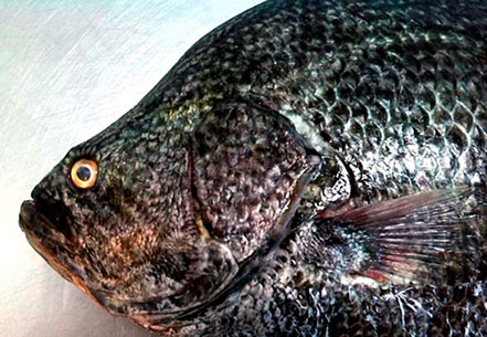 Lobotes surinamensis_004